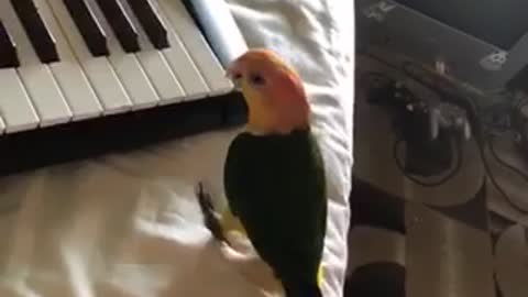 Piano Man