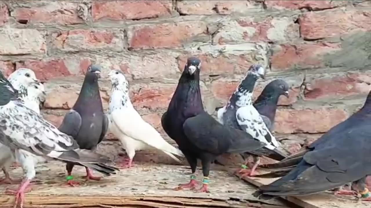 Beautiful pigeon breeder pair best flying