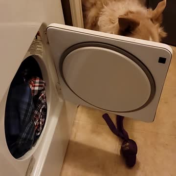 Border Collie Helps With Laundry
