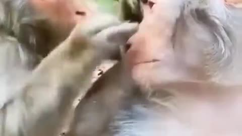 Monkey Doc