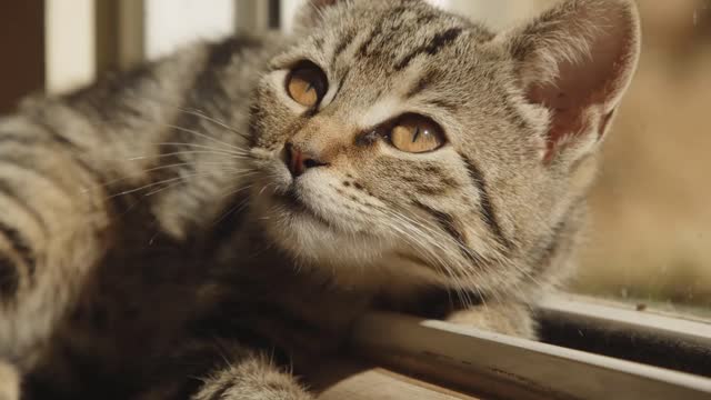 HYGIENIC SAND FOR CATS.