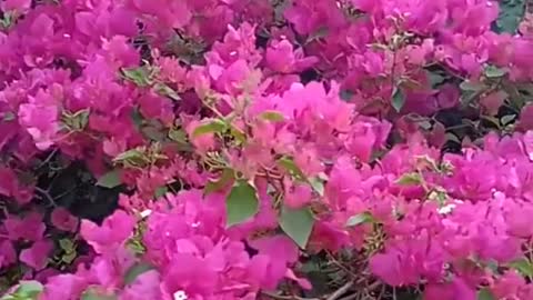 Beautiful mountain, beautiful water, beautiful sky and beautiful flowers