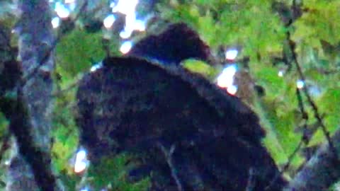 Turkey Vulture