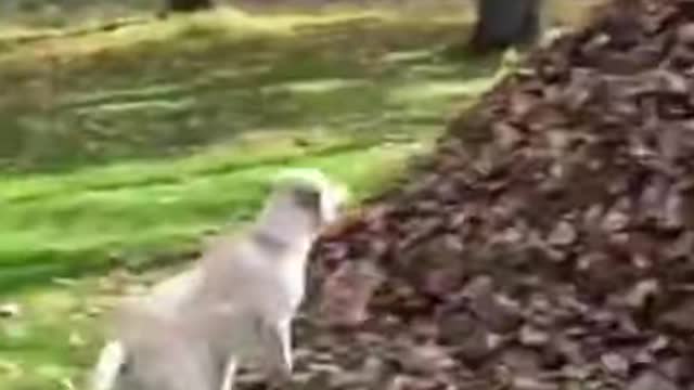 Animals funny videos dog video