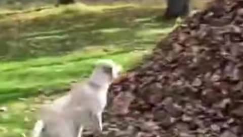 Animals funny videos dog video