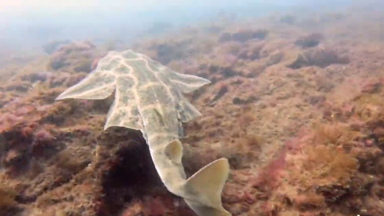 Angelote' - Angel Shark