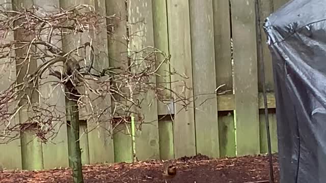 Action at the Backyard Suet Feeder