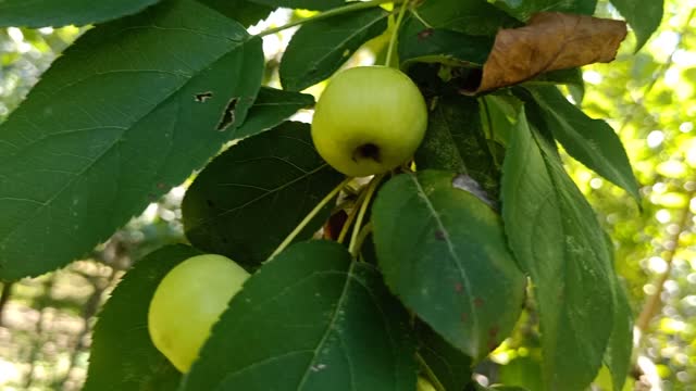 Do you know what fruit this is? It's a loquat