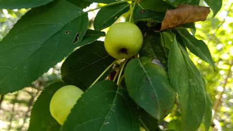 Do you know what fruit this is? It's a loquat