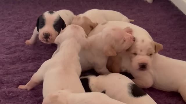 2 Week old Pointer Puppies