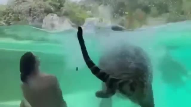 A man swimming with a tiger | Would you ever swim with a tiger?
