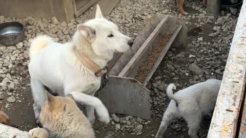 Mother and baby puppies