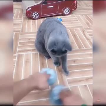 😍💓😍💓😍💓😍💓😍💓😍💓😍💓😍💓😍💓 #cats #shorts