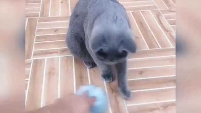 😍💓😍💓😍💓😍💓😍💓😍💓😍💓😍💓😍💓 #cats #shorts