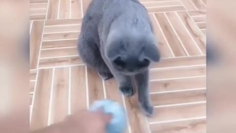 😍💓😍💓😍💓😍💓😍💓😍💓😍💓😍💓😍💓 #cats #shorts