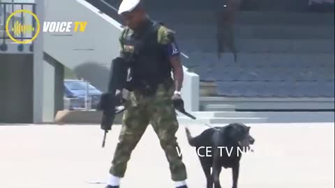 Nigeria Airforce Dogs Training That Is Brillant Security Performance By Force Dog