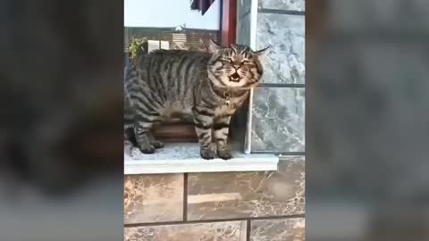 Cats talking!! these cats can speak english better than hooman