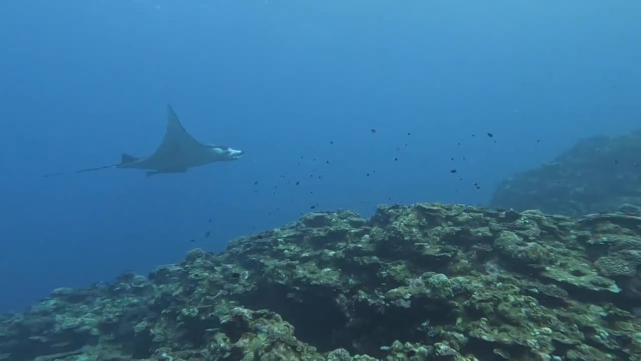 a beautiful stingray