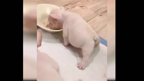 new born eats his first meal😭