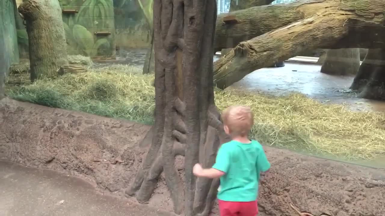 Funny Baby Playing Tag With Animals