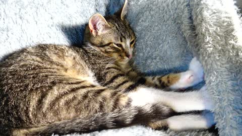 Well Behaved Small Cat Sleeps in a Corner