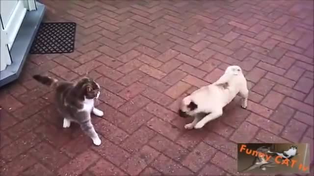 Dogs and Cats Meet Each Other for the First Time