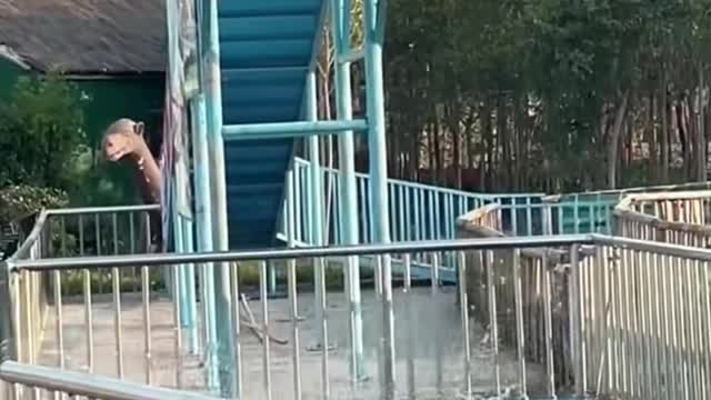 pig brothers invited each other to take a bath in the park