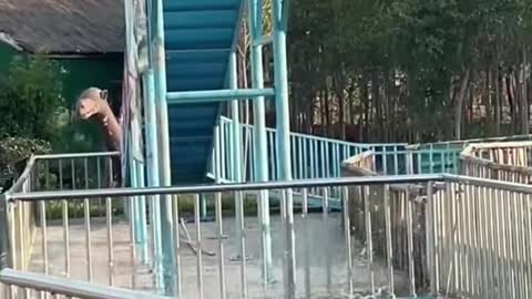 pig brothers invited each other to take a bath in the park