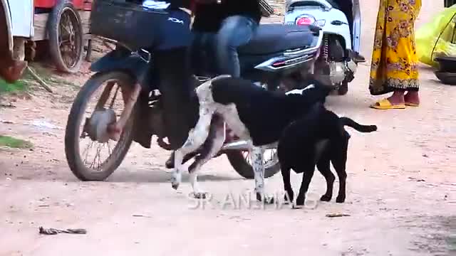 The dog playing on road and run bike