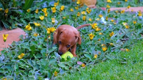 cute hotdog puppy trying to bite ball