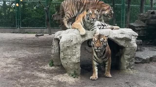The tiger