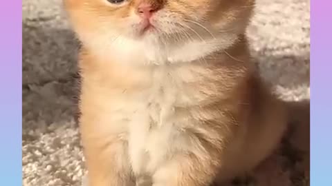 Cats and dogs funny videos