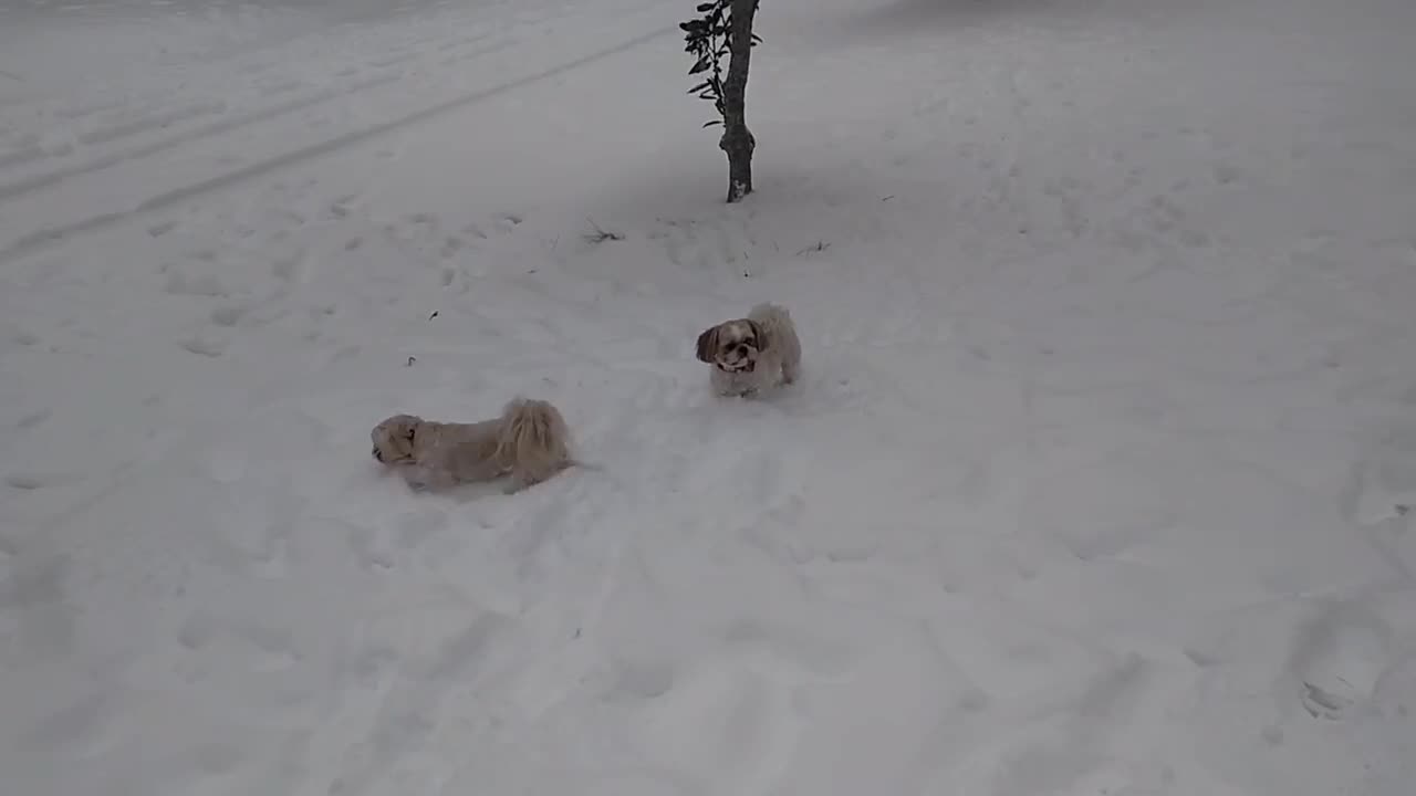 Shihtzu snow day