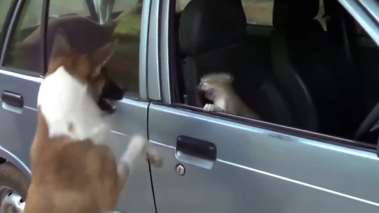 Angry Cat vs Dog