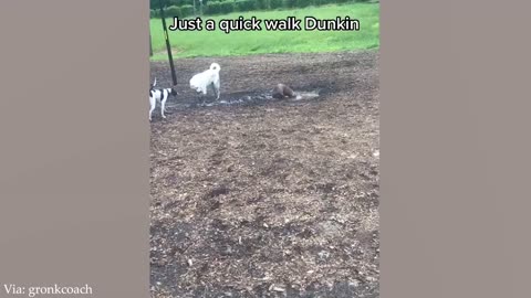 Funniest Dogs Playing in Mud - FUNNY DOG VIDEOS😂