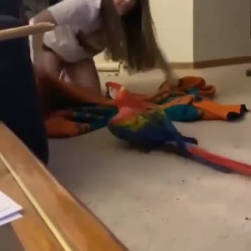 Parrot playing with its owner at home, very fun