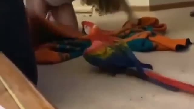 Parrot playing with its owner at home, very fun