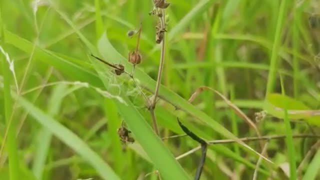 roadside grass