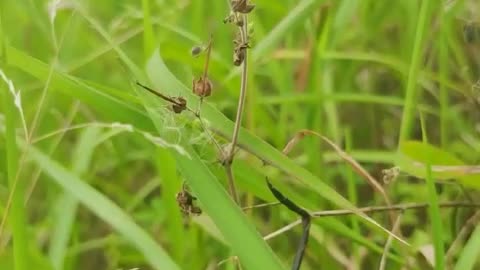 roadside grass