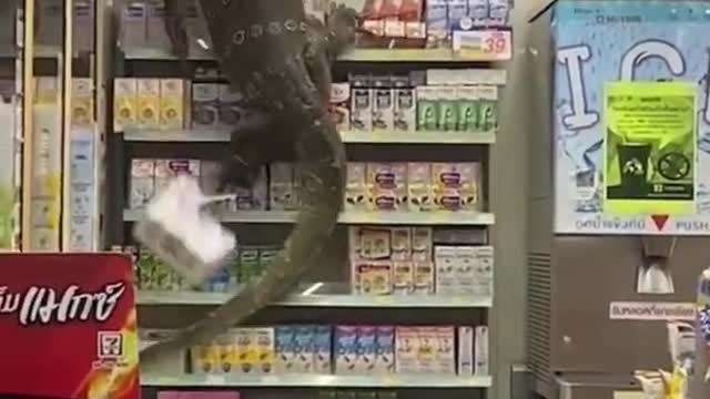 Funniest animals fail 😂