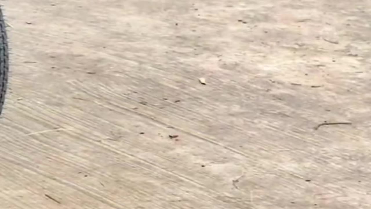 Cute fight between dog and 😺🐈😅😍🥰