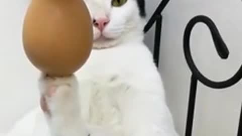 Cats vide, so funny