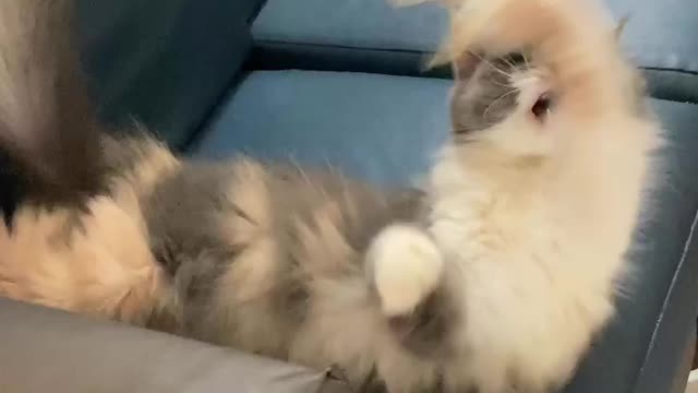 Funniest cat video compilation || funny cat and fish video