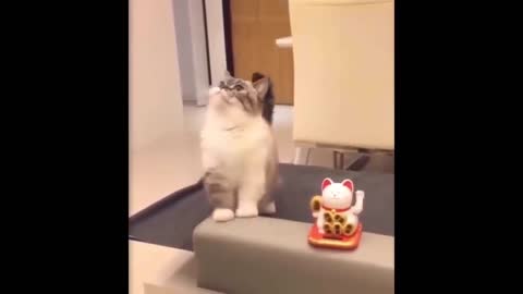 Funniest Animals - Best Of The 2021 Funny Animal Videos #2 funny cat and dogs