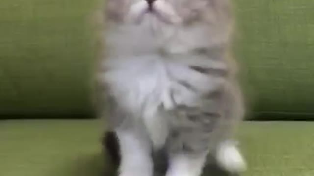 Cat cat cat chat