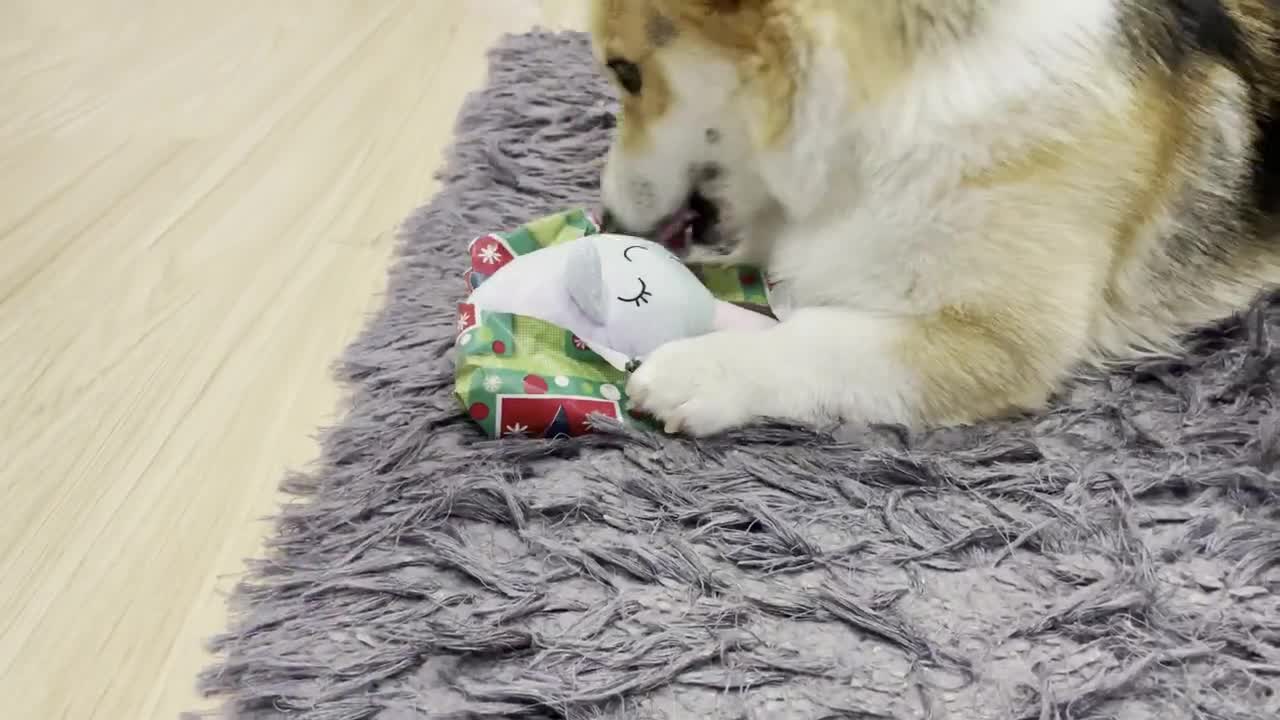 My Dog unwrapping his Christmas Present #Christmas #Xmas #Presents