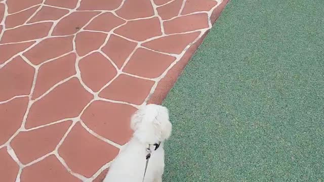 walking doggy