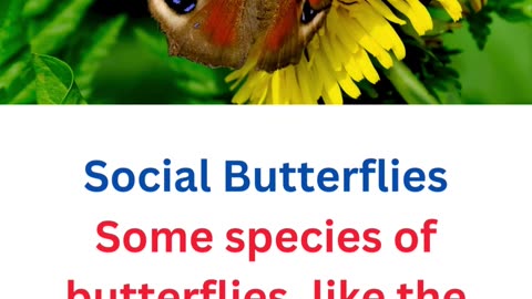 fact about butterflies...13/25