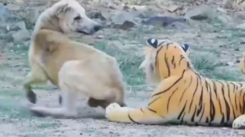 Dog prank video fake lion