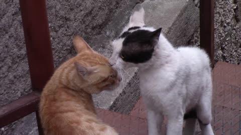 Mating sounds for beautiful cats